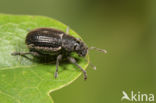 Strophosoma sus