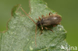 Ptinus rufipes