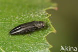 Agrilus betuleti