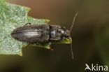 Dicronychus cinereus