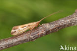 Limnephilus elegans