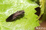 Groen Smalbuikje (Agrilus viridis)