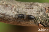 Dromaeolus barnabita