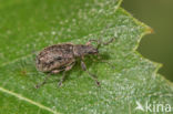 Polydrusus cervinus