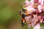 Nomada roberjeotiana