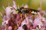 Nomada roberjeotiana