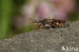 Wasp-bee (Nomada fuscicornis)