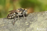 Rotsbehangersbij (Megachile pilidens)