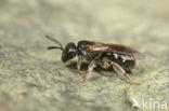 Lasioglossum interruptum