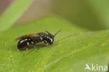 Stipmaskerbij (Hylaeus styriacus)