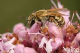 Halictus subauratus