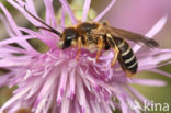 Halictus quadricinctus