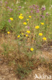 Gele kamille (Anthemis tinctoria)