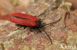 Pyropterus nigroruber