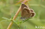 Silver Studded Blue (Plebejus argus)