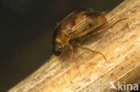 Berosus signaticollis