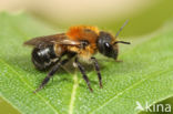 Bosmetselbij (Osmia uncinata)