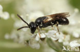 Kleine lookmaskerbij (Hylaeus leptocephalus)