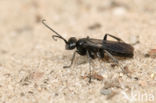 Anoplius concinnus