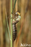 Zadellibel (Anax ephippiger)