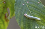 Diurnea fagella