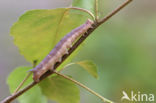 Lime Hawk-moth (Mimas tiliae)