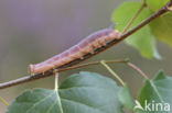 Lime Hawk-moth (Mimas tiliae)