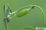 Gele luzernevlinder (Colias hyale)