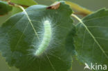 The Miller (Acronicta leporina)