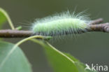 The Miller (Acronicta leporina)