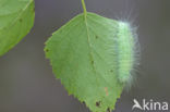 The Miller (Acronicta leporina)