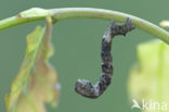 Ringspikkelspanner (Hypomecis punctinalis)