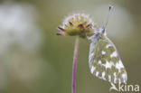 Resedawitje (Pontia daplidice)