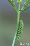 Hommelvlinder (Hemaris tityus)