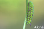 Hommelvlinder (Hemaris tityus)