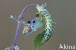 Brandnetelkapje (Abrostola tripartita)