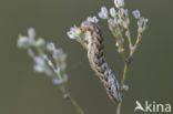 Oorsilene-uil (Hadena irregularis)