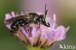 Grote Bandgroefbij (Lasioglossum majus)