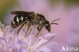 Grote Bandgroefbij (Lasioglossum majus)