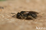 Lasioglossum quadrisignatum