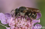 Geelgerande tubebij (Stelis punctulatissima)