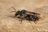 cuckoo bee (Stelis punctulatissima)