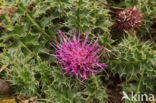 Dwarf Thistle (Cirsium acaule)