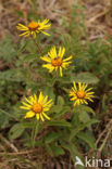 Inula hirta