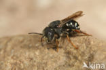 Anthidium lituratum