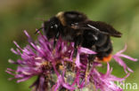 Hill cuckoo bee (Bombus rupestris)