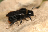 Rode koekoekshommel (Bombus rupestris)