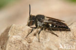 Coelioxys mandibularis