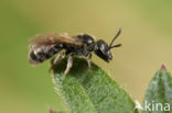 Lasioglossum griseolum