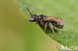 Lasioglossum griseolum